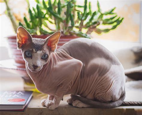 naken kat|Nakenkatt: Alt du trenger å vite om Sphynx katter